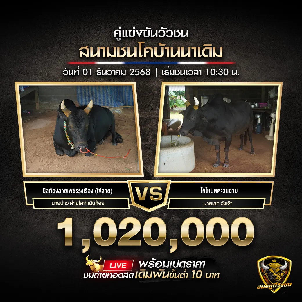 คู่เอกสนามชนโคบ้านนามเดิม011268