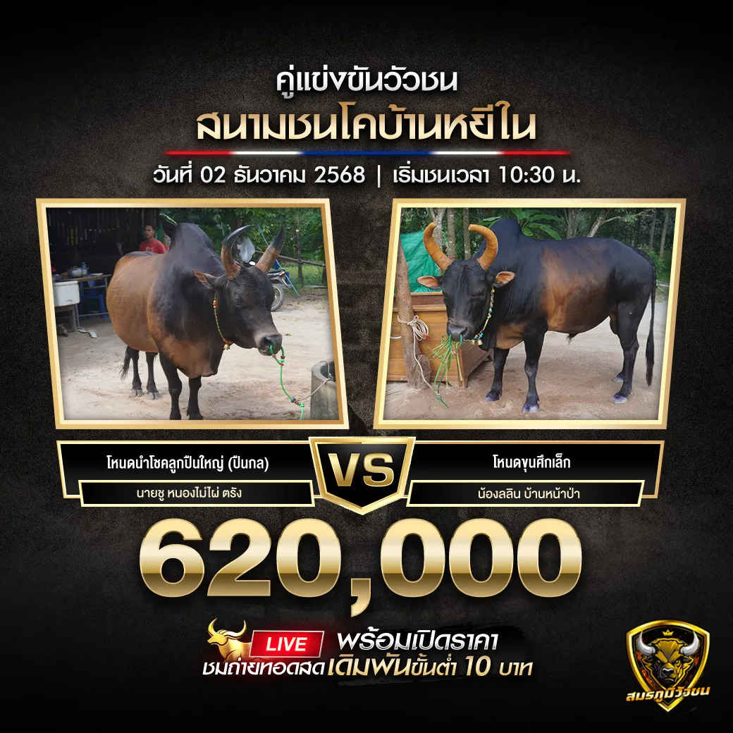 คู่เอกสนามชนโคบ้านหยีใน021268