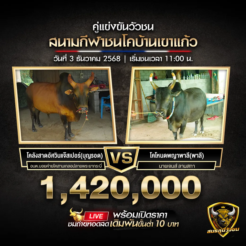 คู่เอกสนามชนโคบ้านเขาแก้ว031268